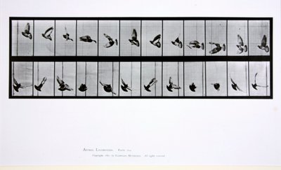 Flying bird, plate 756 from 
